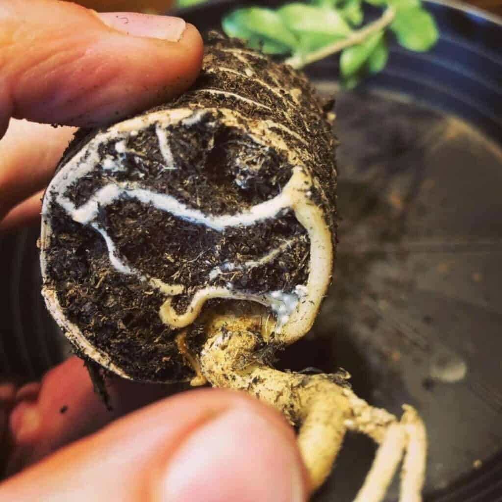 Dudleya root mealybugs repotting