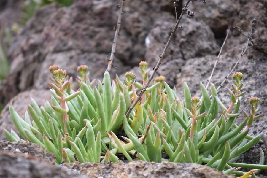 Dudleya formosa rosette close-up