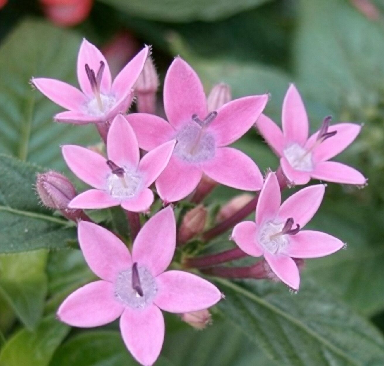 Dudleya formosa pink star flowers