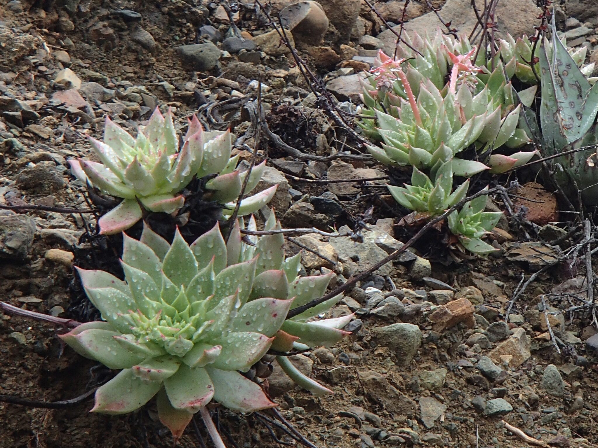 Dudleya formosa Baja cliff habitat
