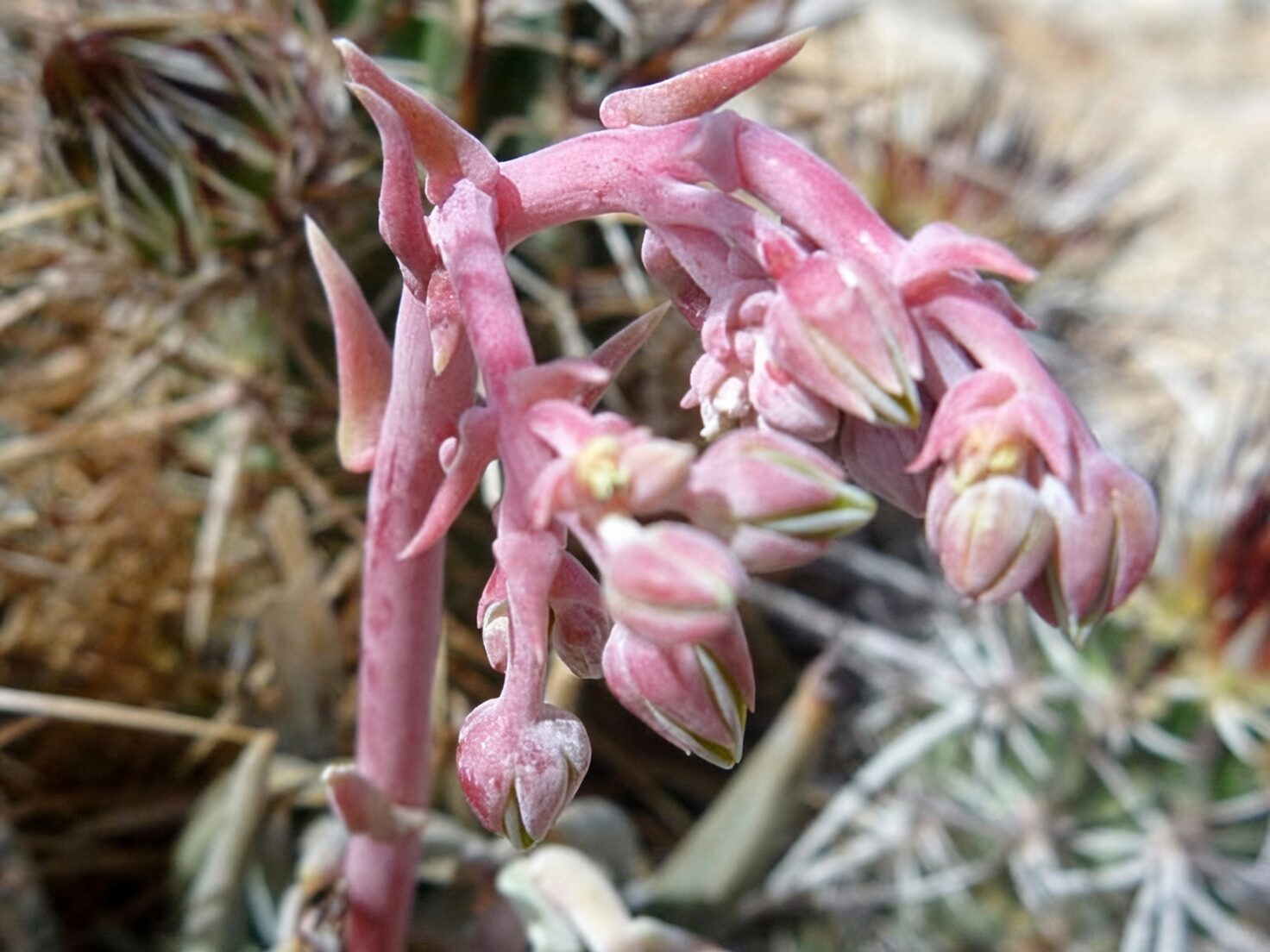 Dudleya formosa branching flower stalk