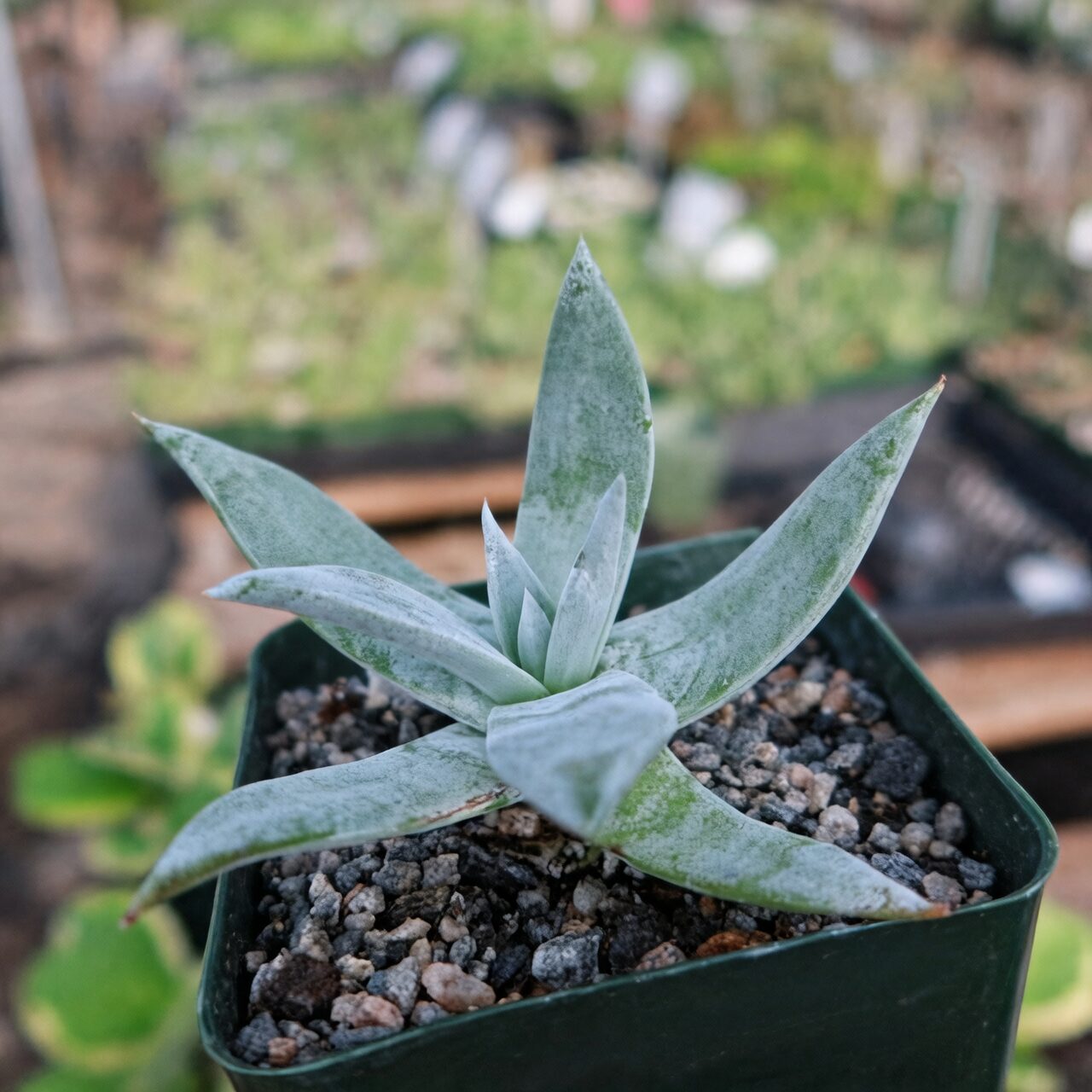 Dudleya watering soil not rosette