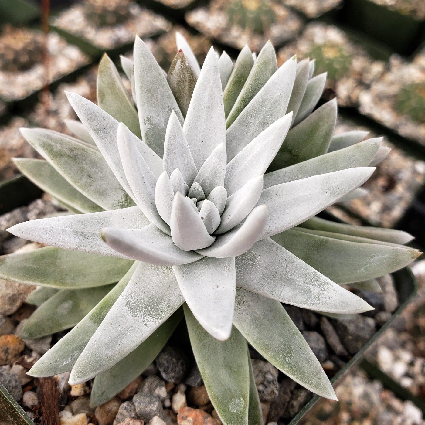 它真的是“Echeveria”吗？美丽莲的名字迷局与快速鉴别术