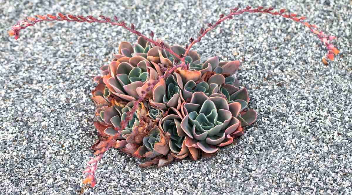 Echeveria arched flower stalk bells