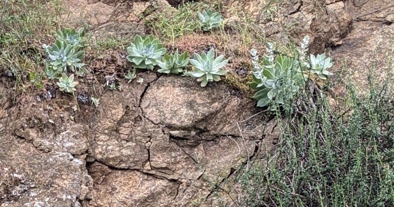 Dudleya formosa coastal rocky habitat
