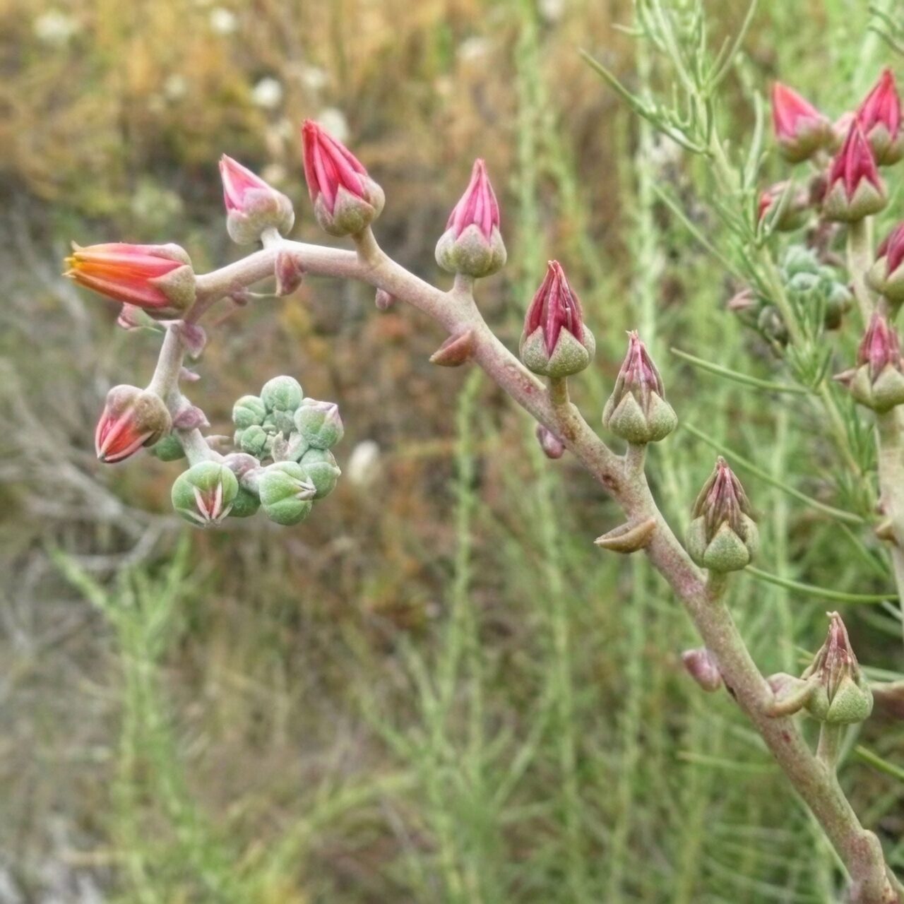 Dudleya formosa flowering stalk pink