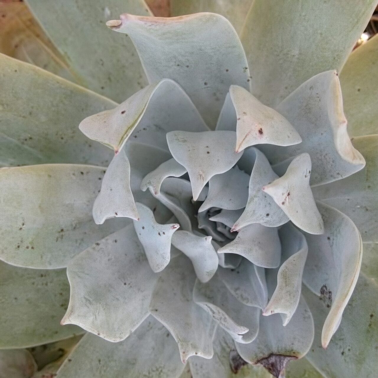 Dudleya formosa leaf edge close-up