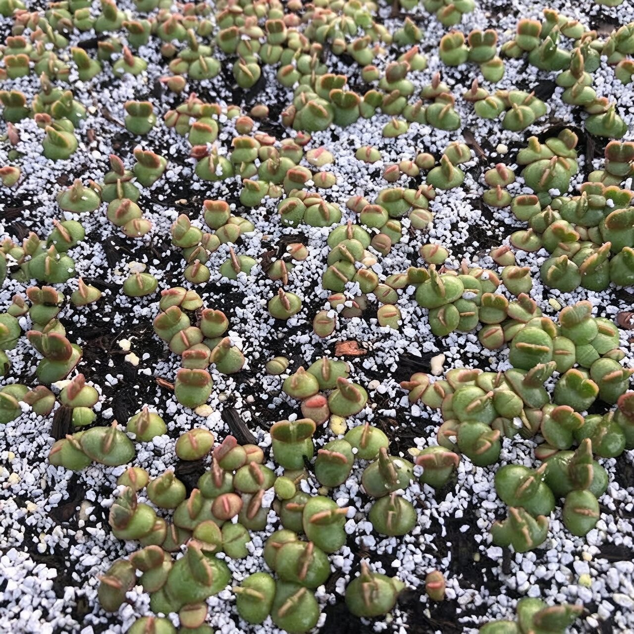 Dudleya formosa offsets division hands