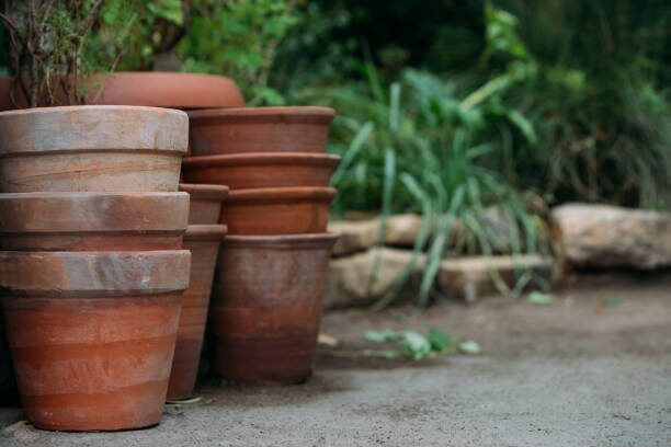 Dudleya formosa small clay pot