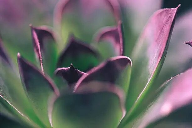 Dudleya formosa etiolated rosette