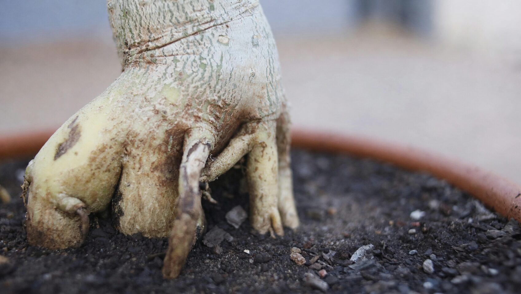 Dudleya formosa root rot signs