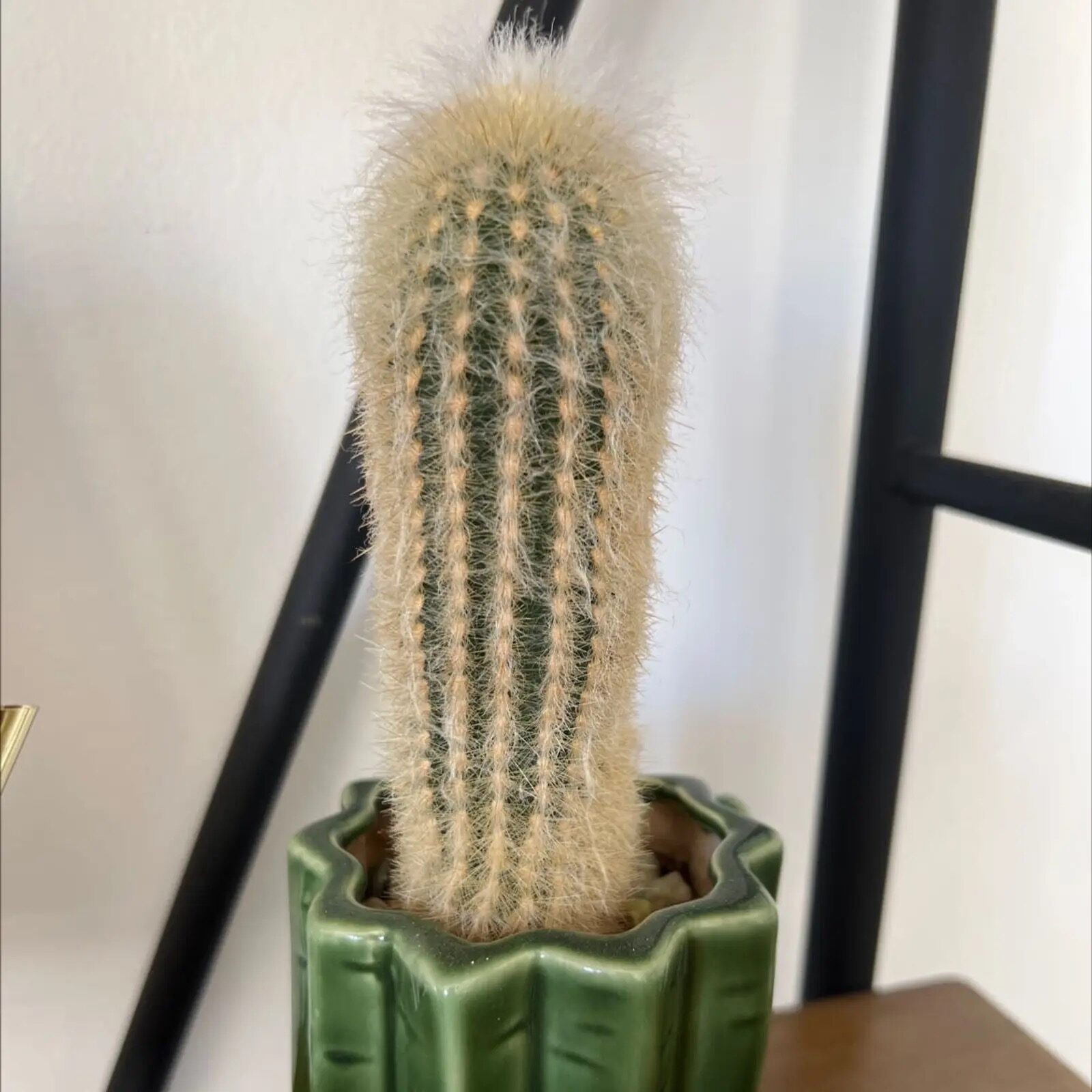old man cactus repotting terracotta pot