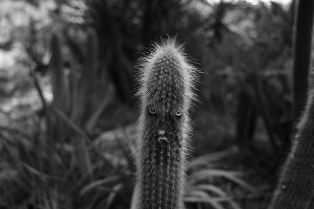old man cactus brushing white hairs