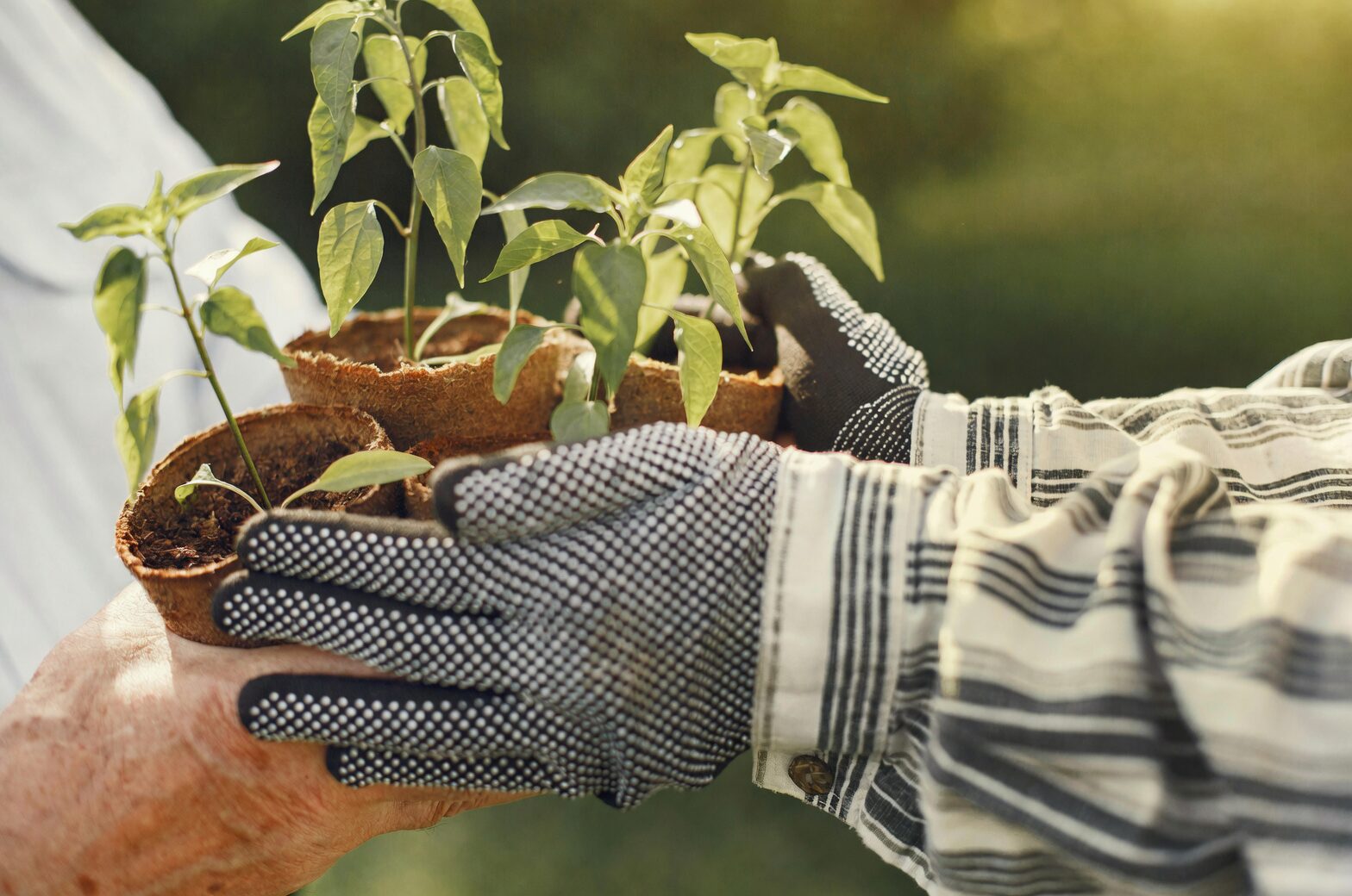 old man cactus repotting hands