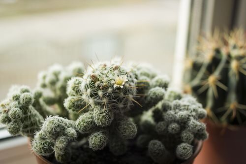 白毛里的“隐身客”：粉蚧/介壳虫侦查与不伤毛的除虫术