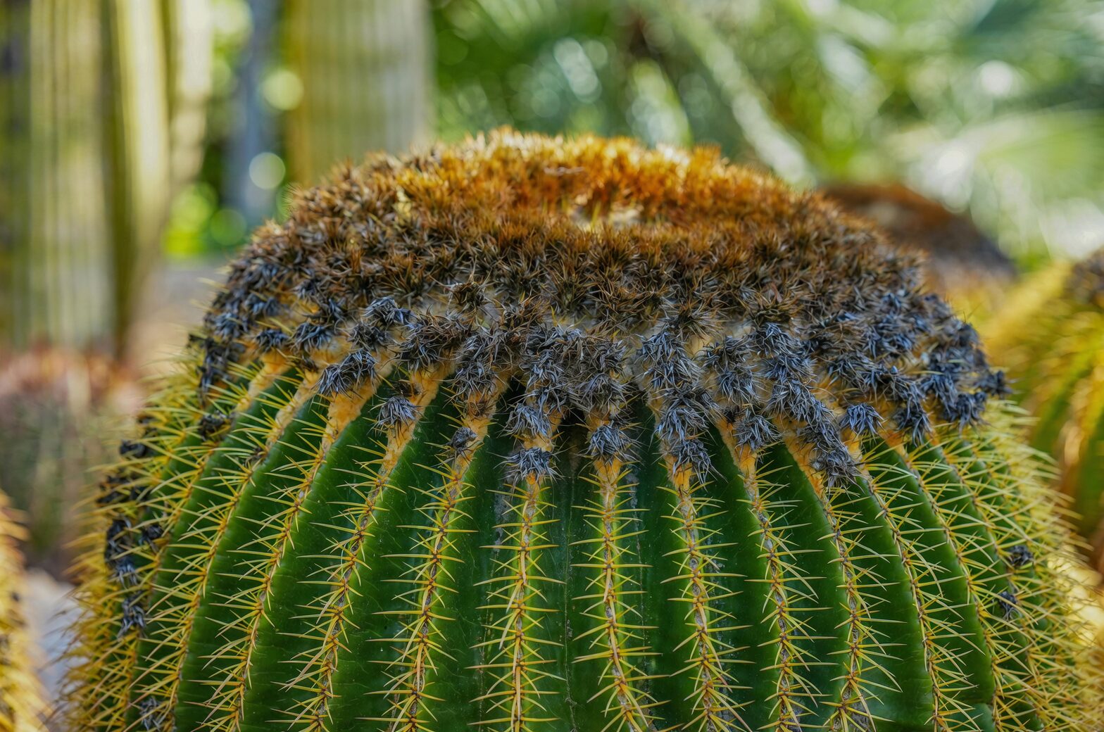 old man cactus mealybugs close-up