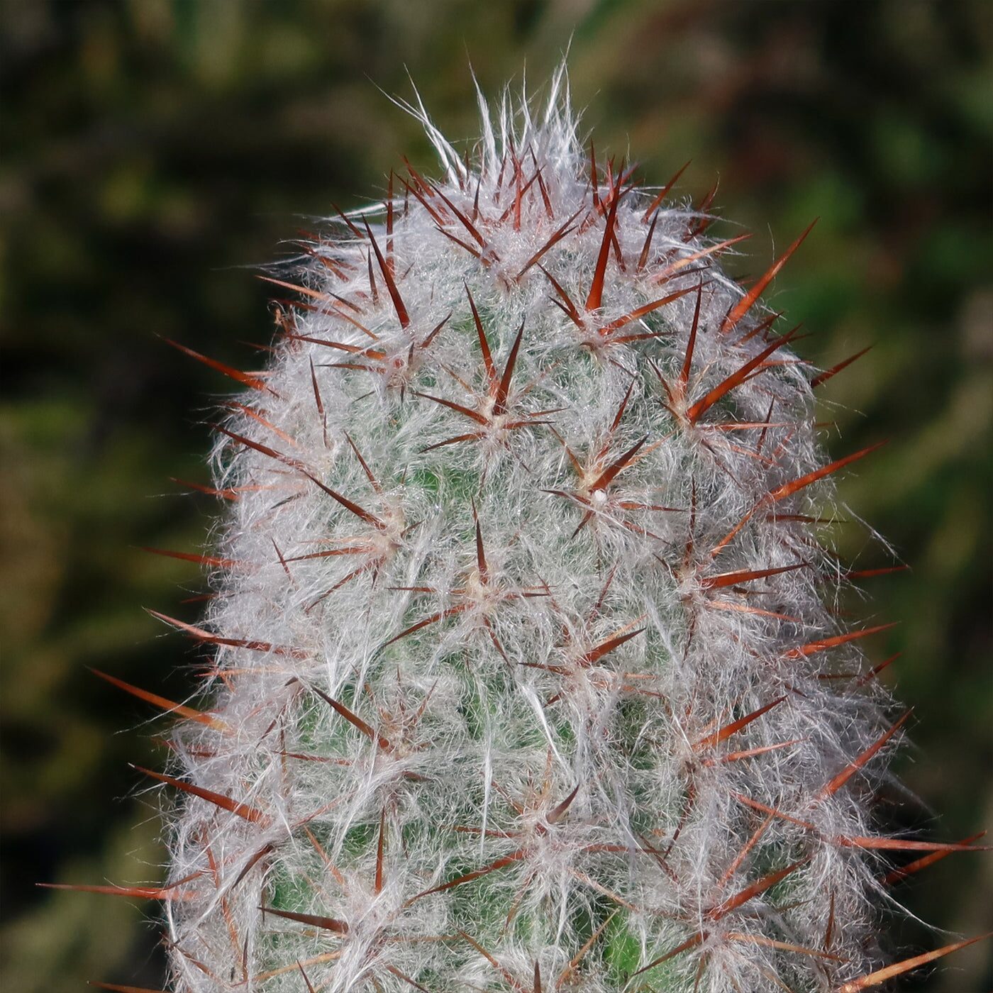 old man cactus flashlight inspection