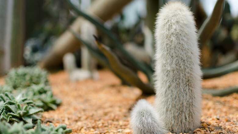 old man cactus alcohol swab