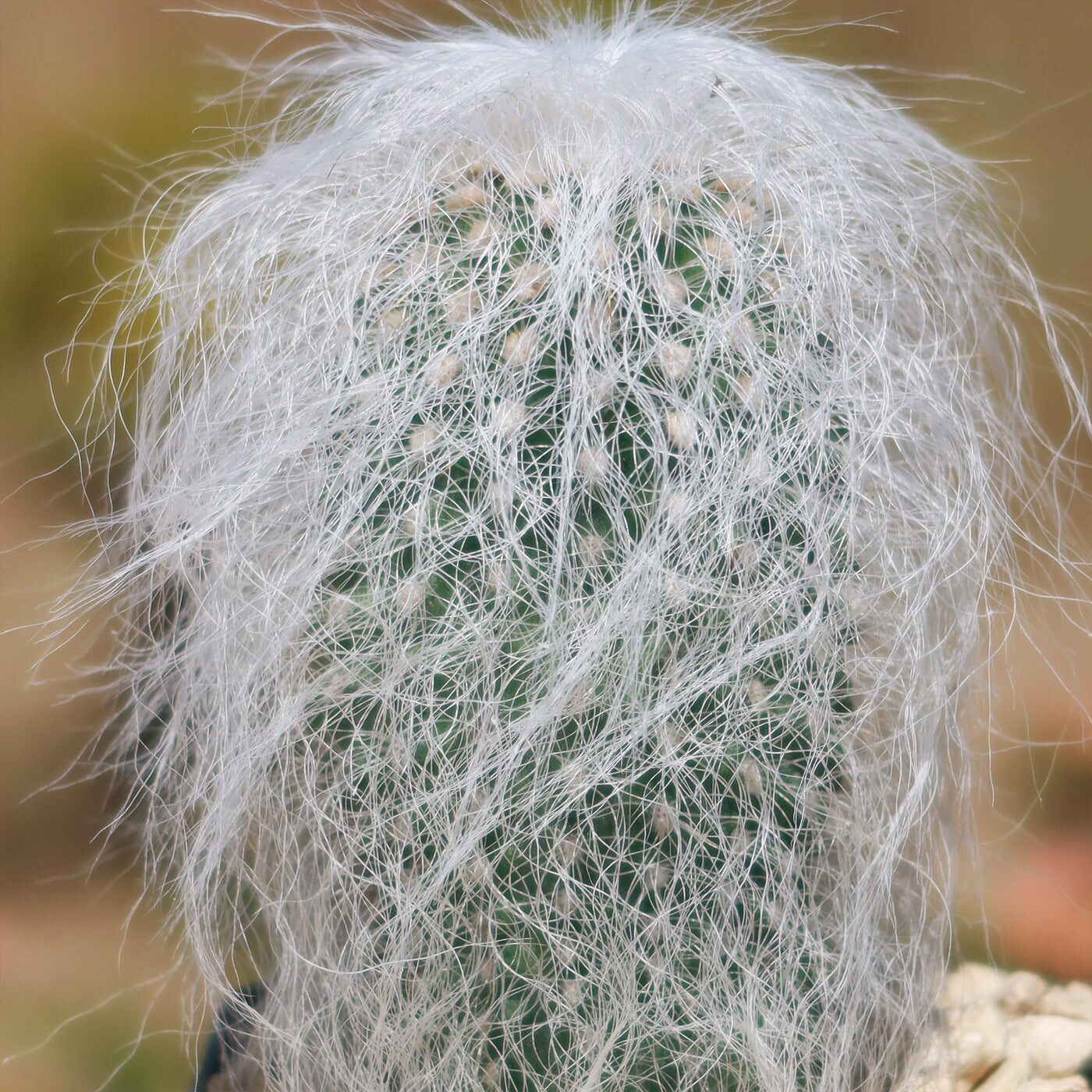 old man cactus root mealybugs