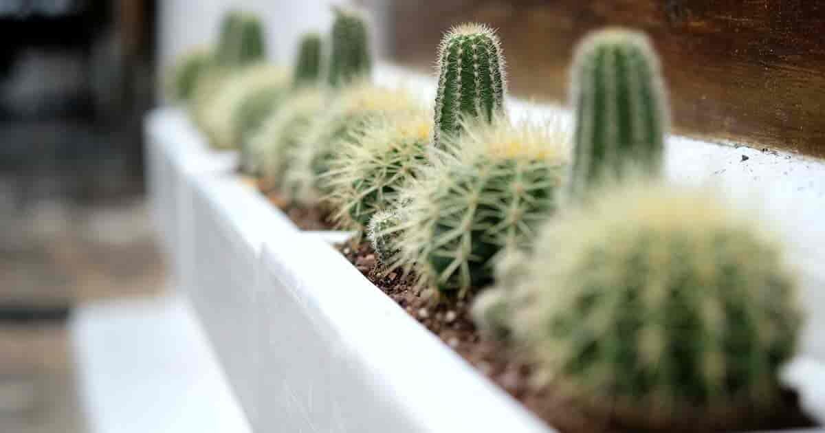 old man cactus sunny windowsill pot