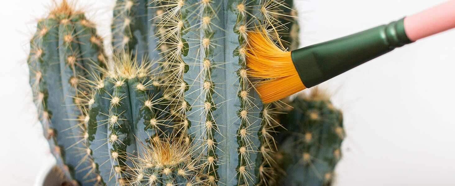 old man cactus cleaning with brush
