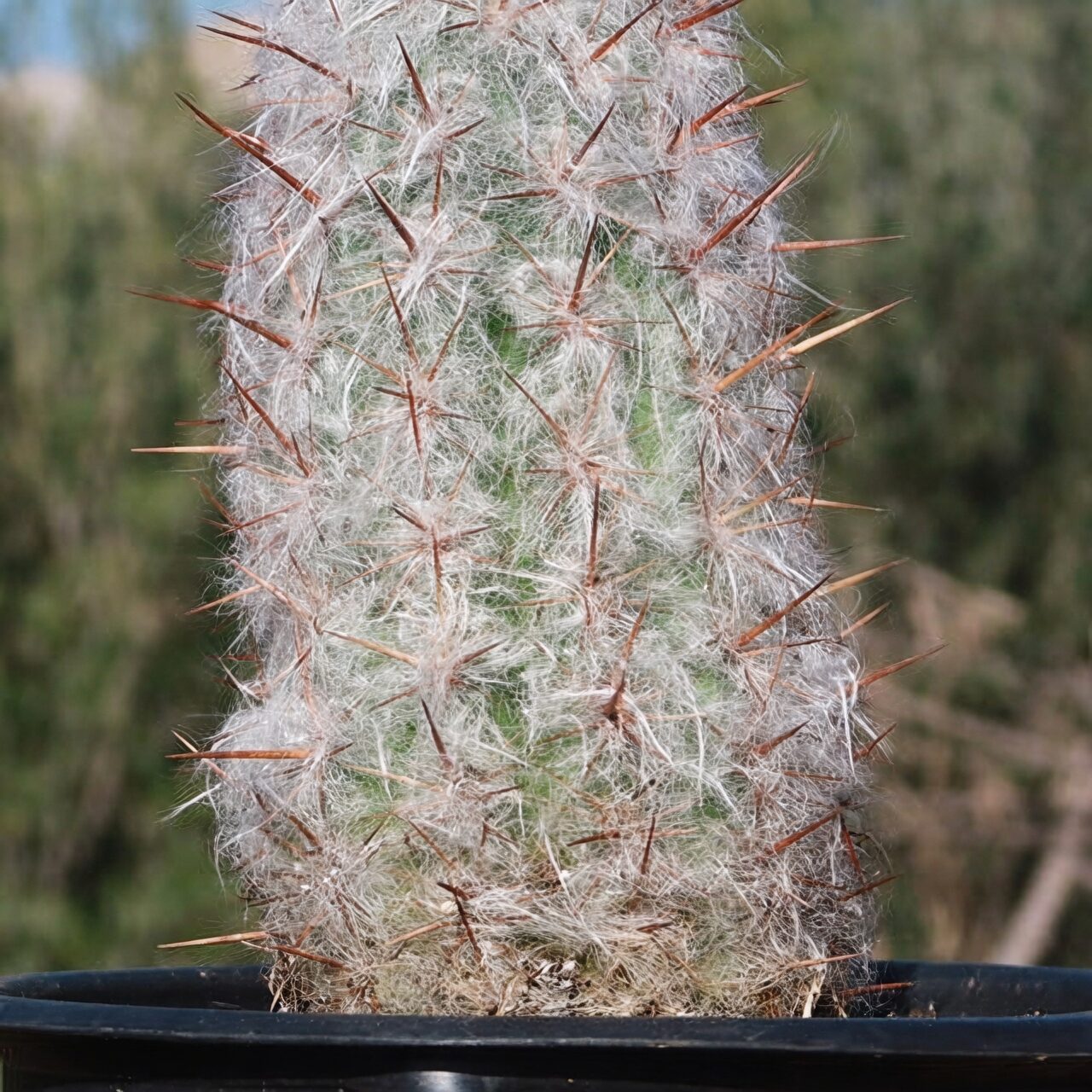 old man cactus hair close-up