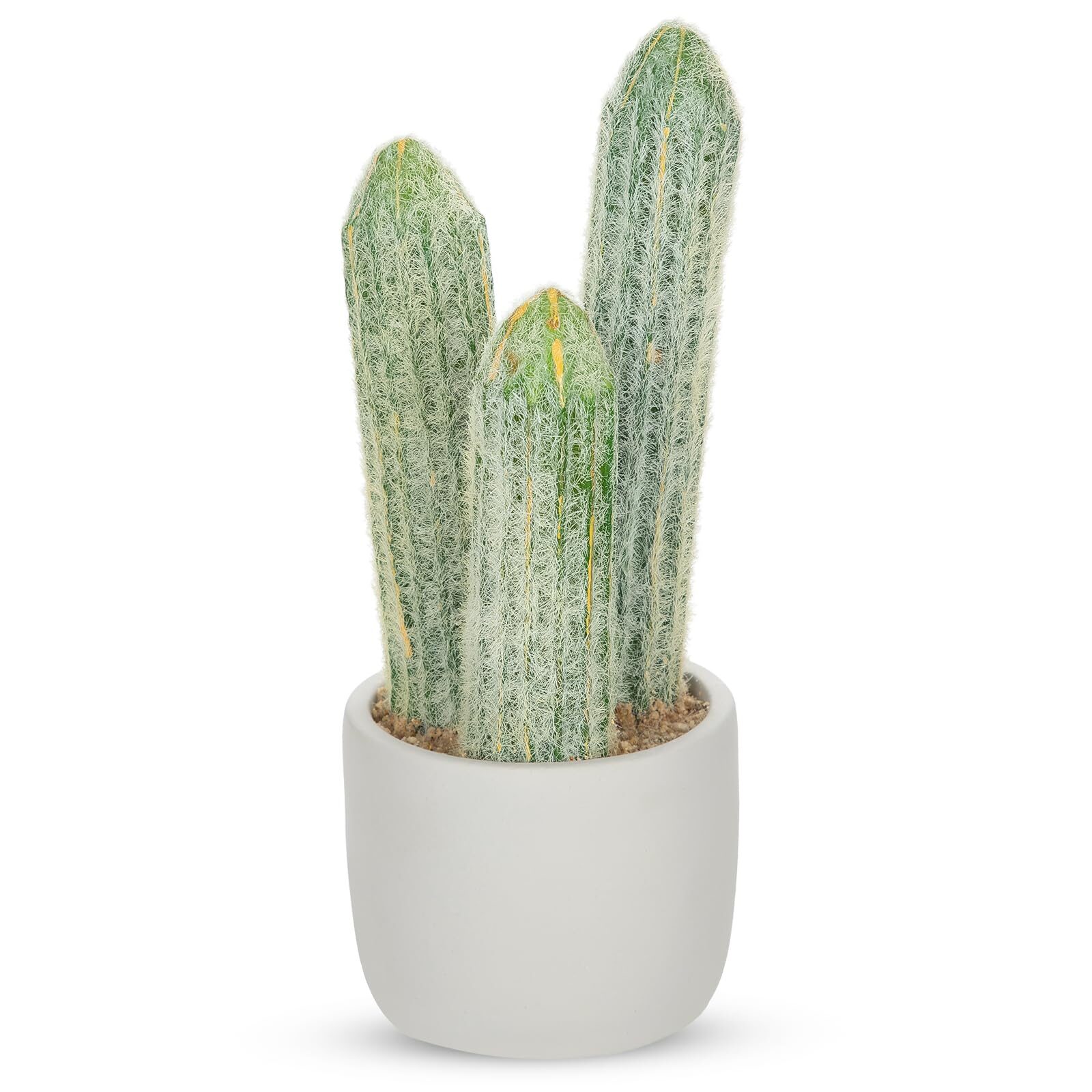 old man cactus pair office lobby