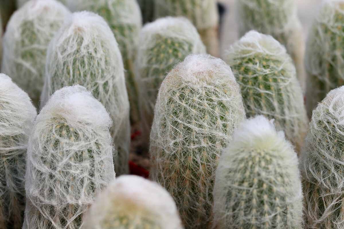 old man cactus side lighting close-up