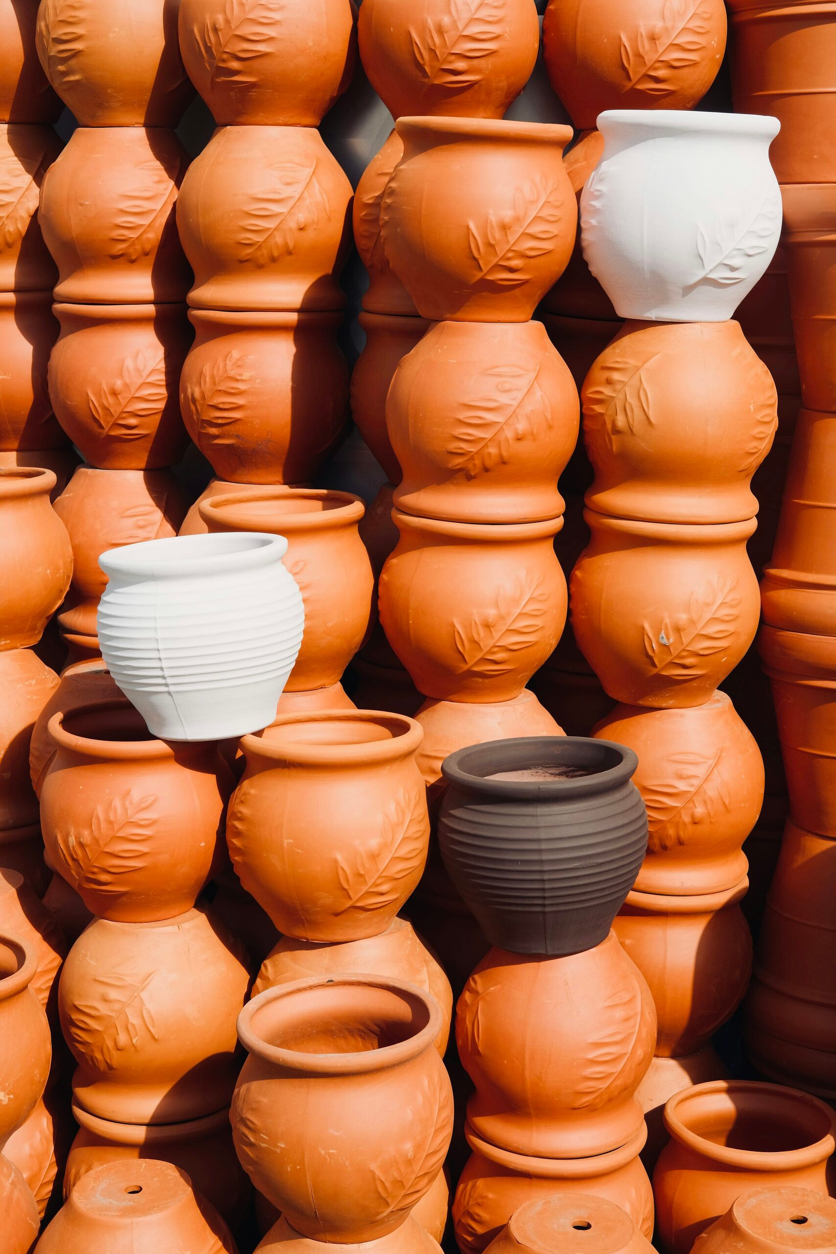 old man cactus terracotta and concrete pots