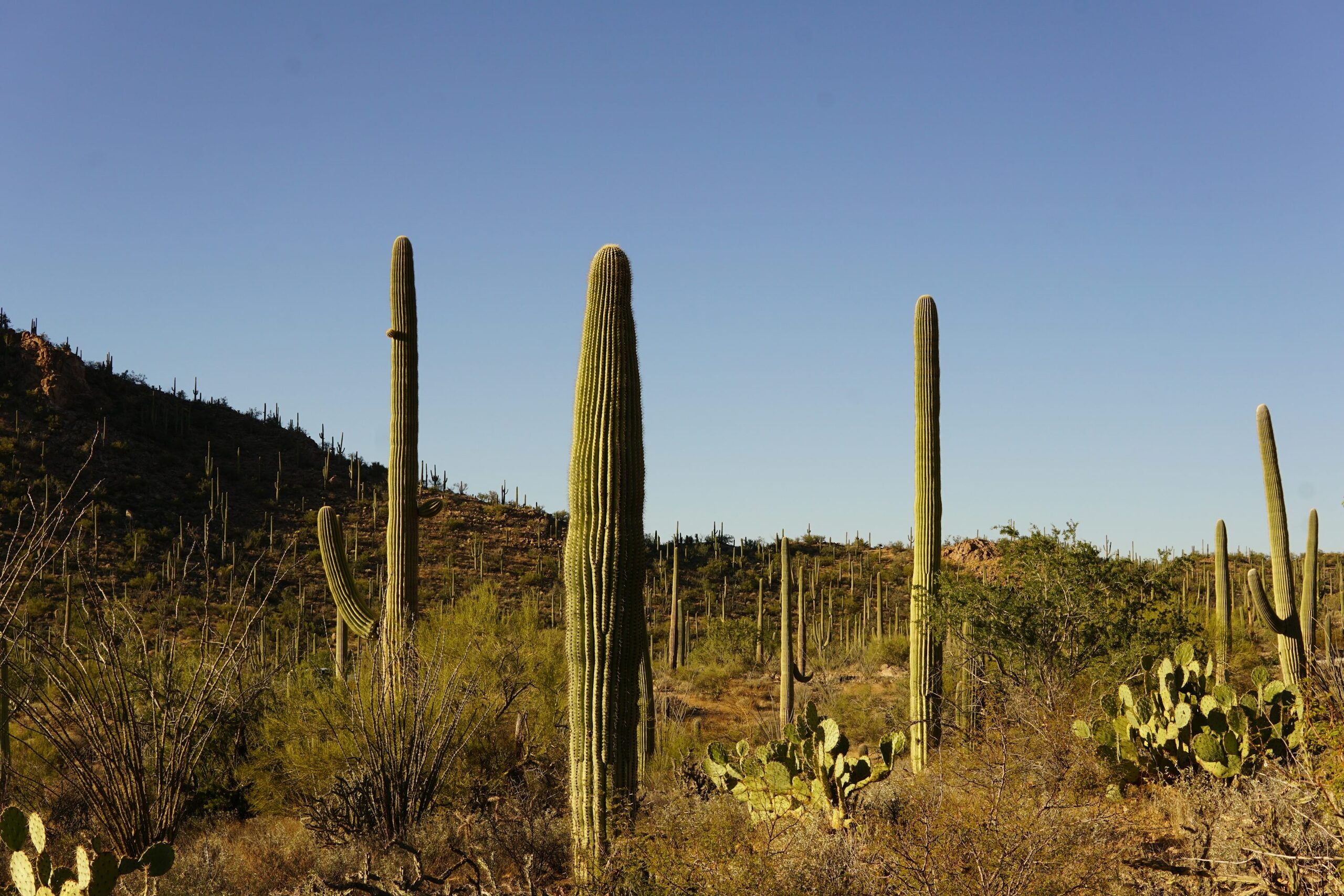 old man cactus white gravel topdressing