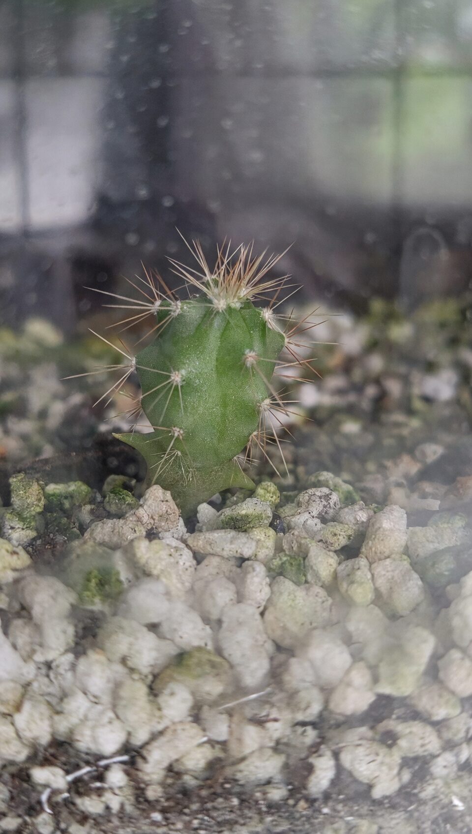 old man cactus sterile seed tray