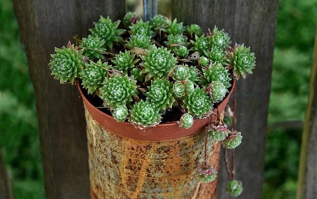 old man cactus terracotta pot sunlight