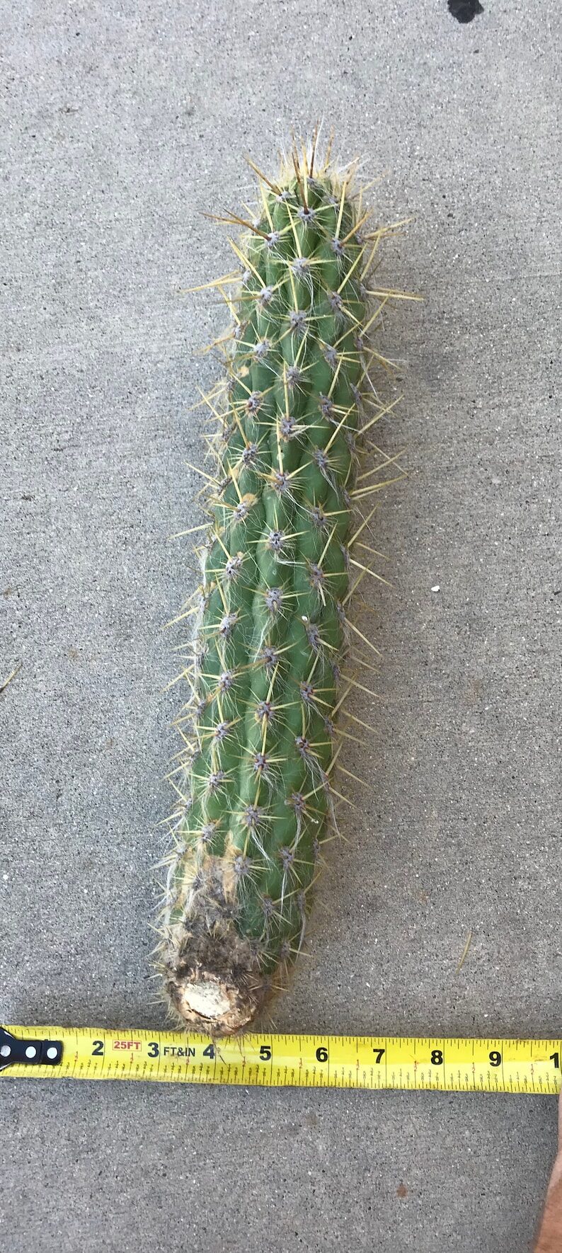 old man cactus pup cutting