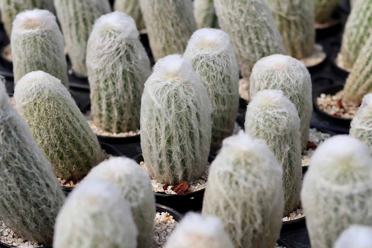 old man cactus nursery pots