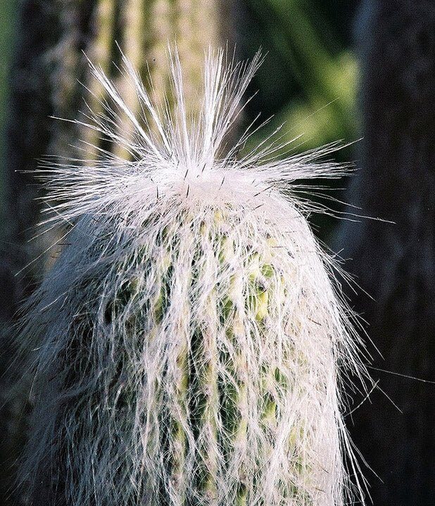 old man cactus roots repotting