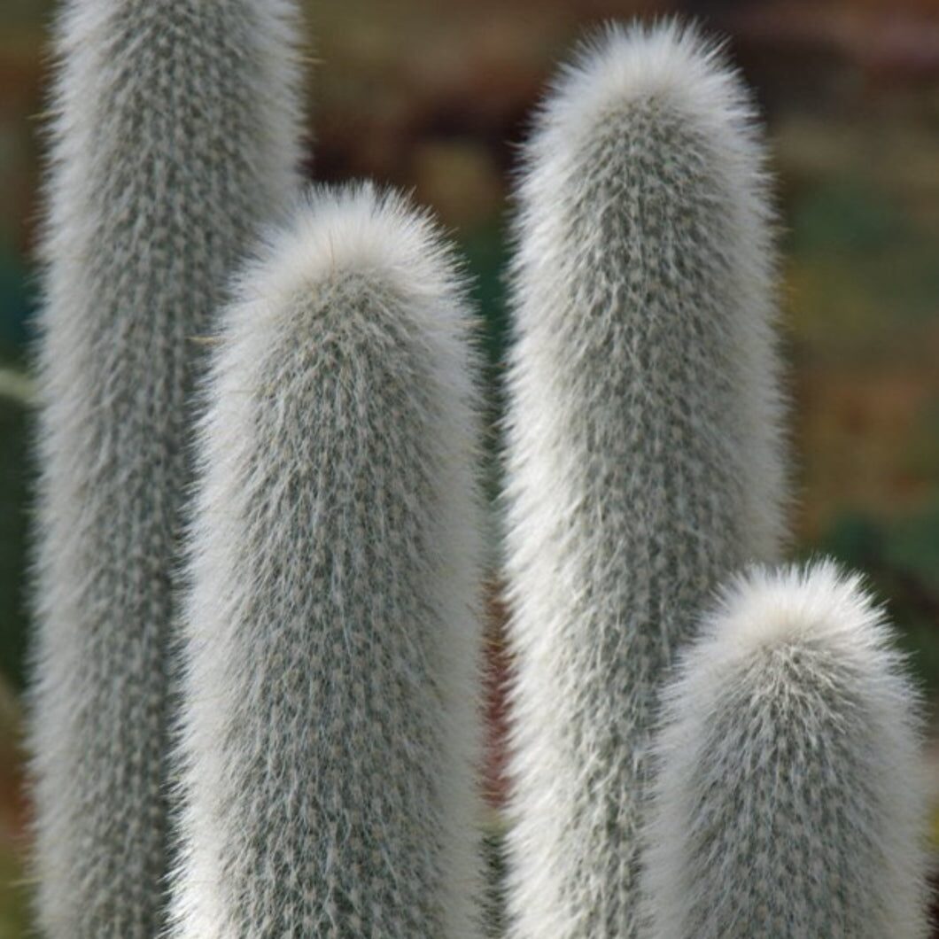 cephalocereus senilis habitat Mexico