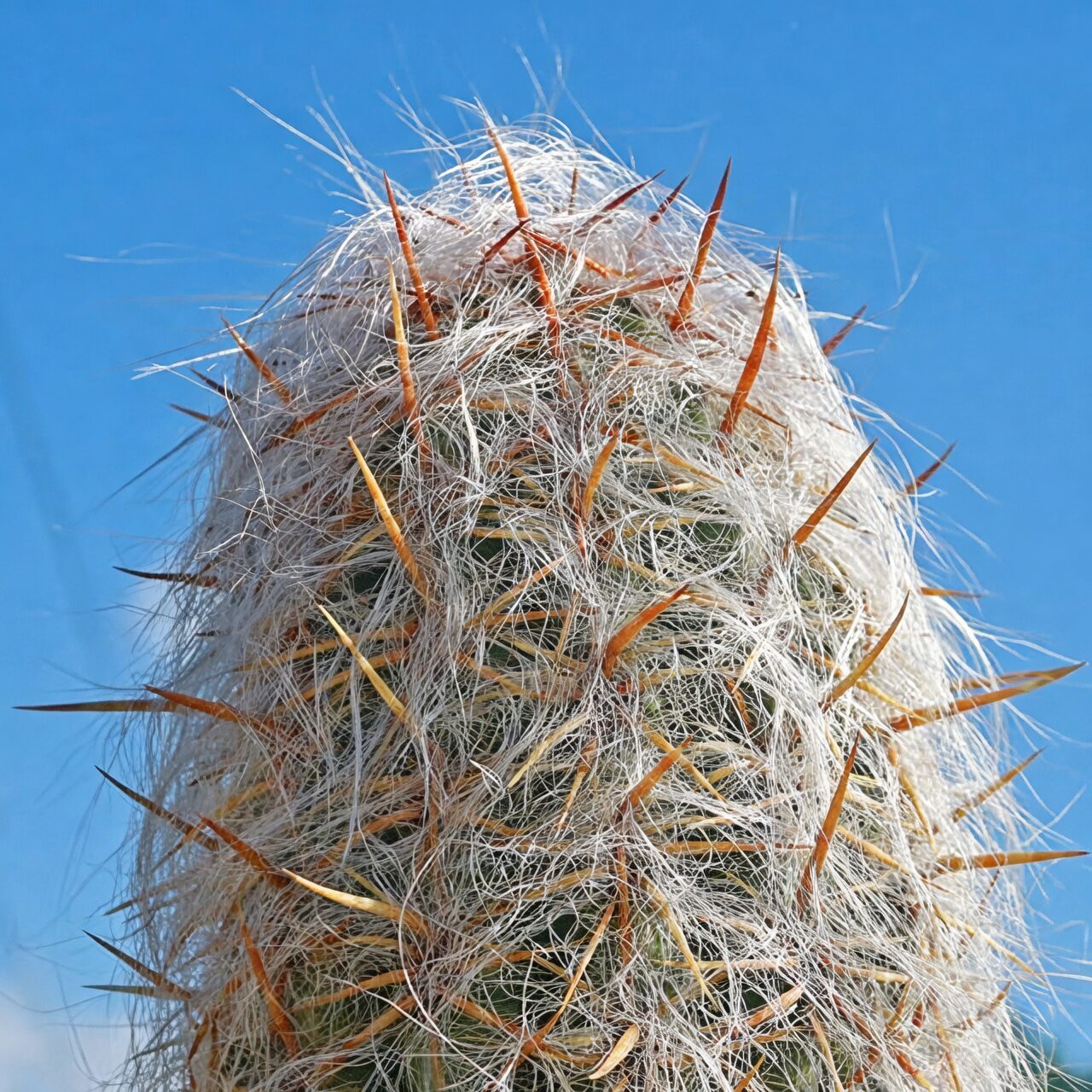 old man cactus sunburn close-up