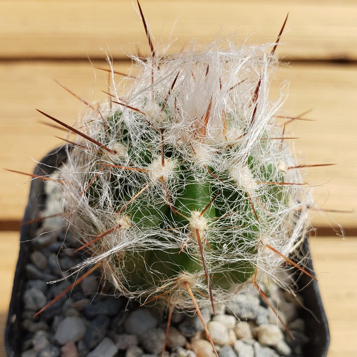 old man cactus mineral deposits close-up