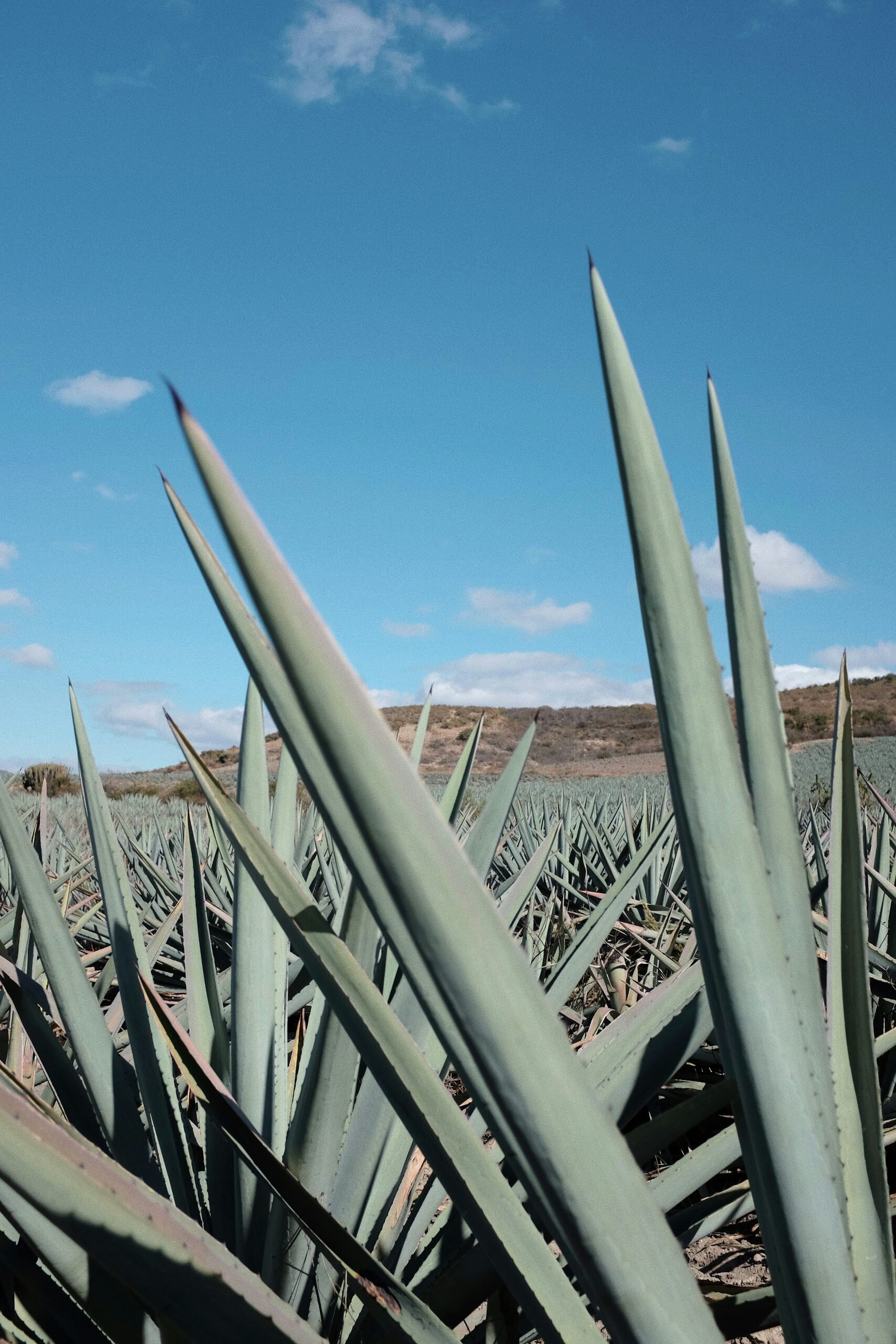 old man cactus agave golden barrel