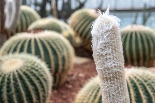old man cactus balcony with golden barrel