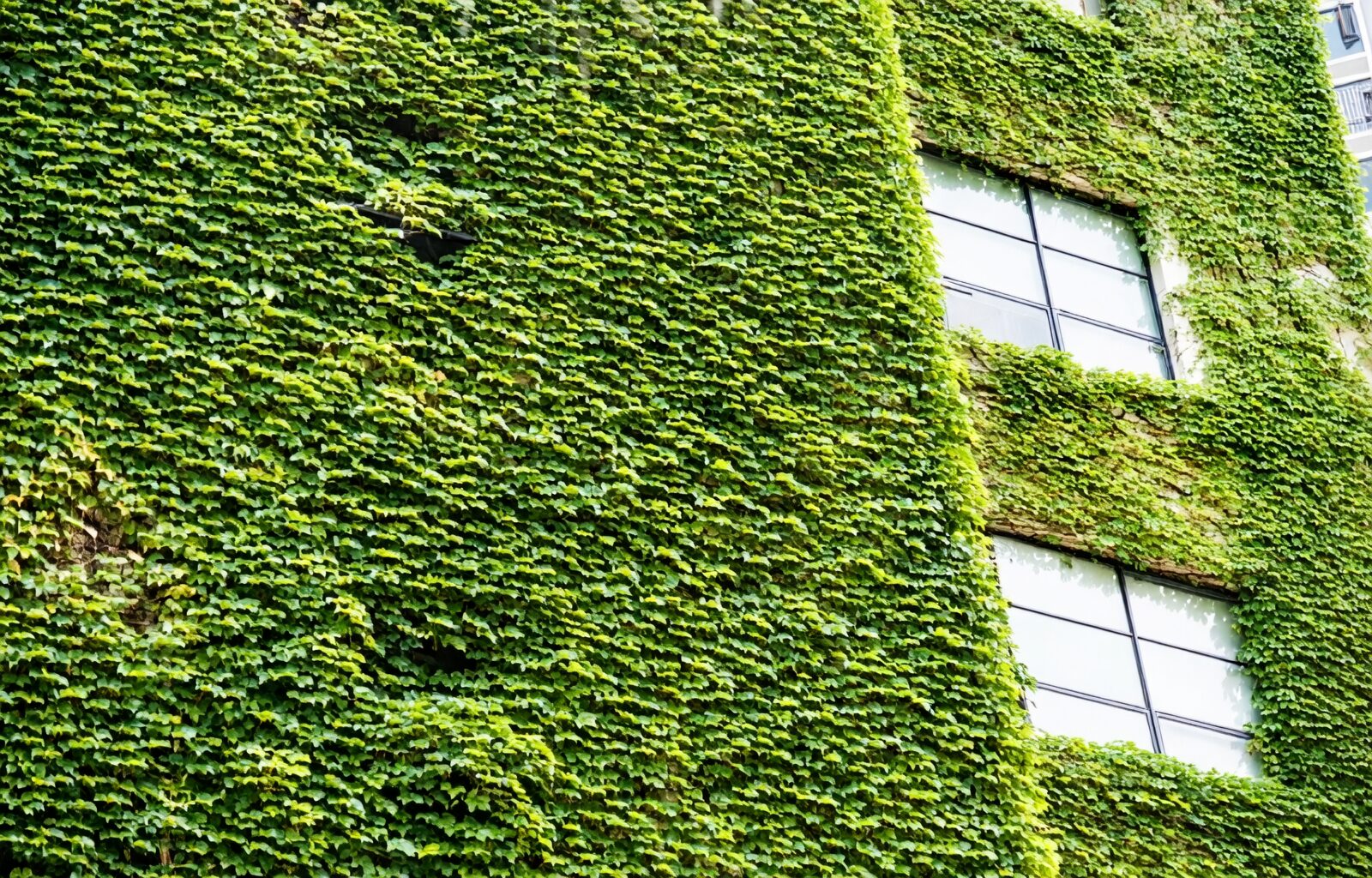 variegated English ivy bright window