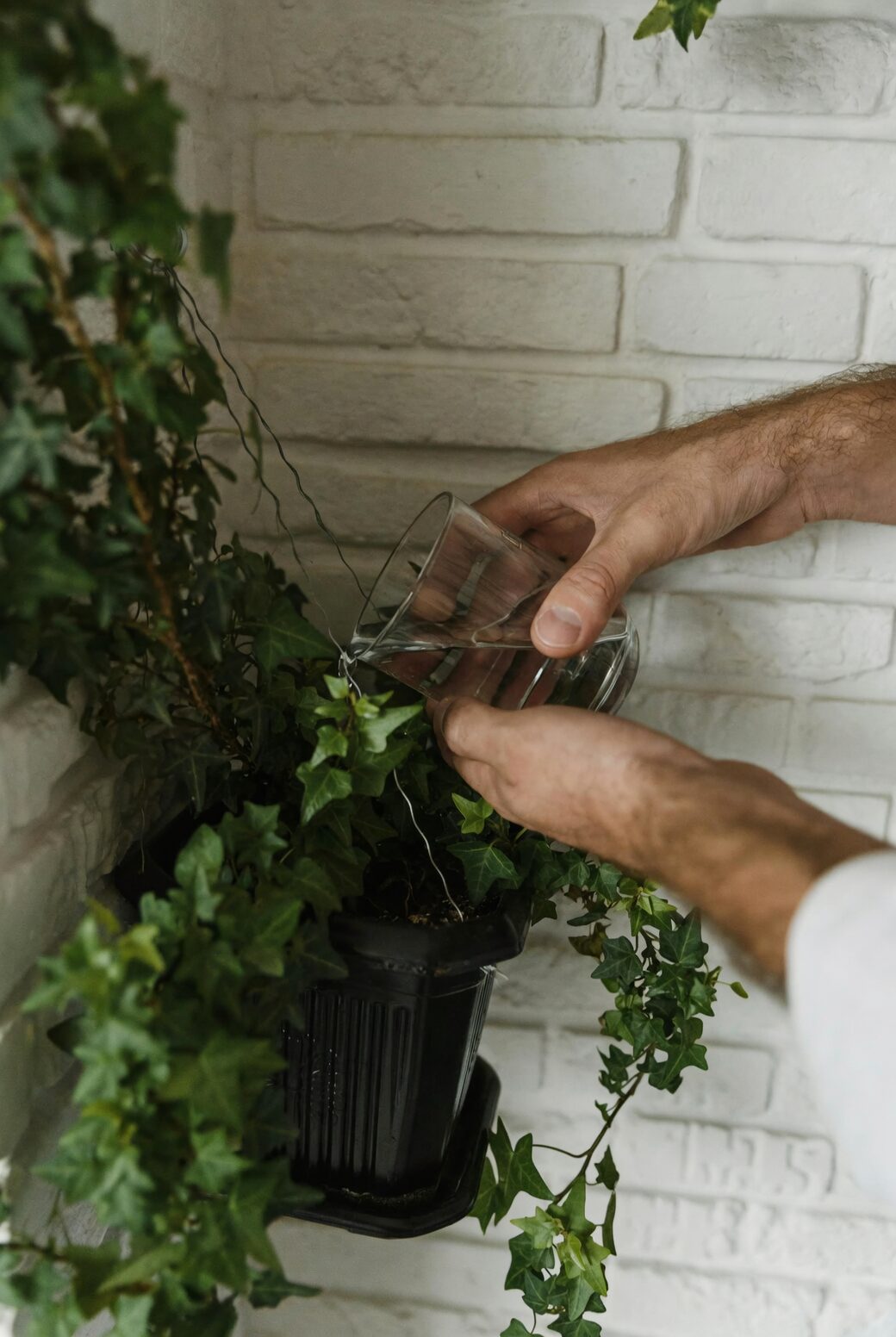 English ivy watering can indoor