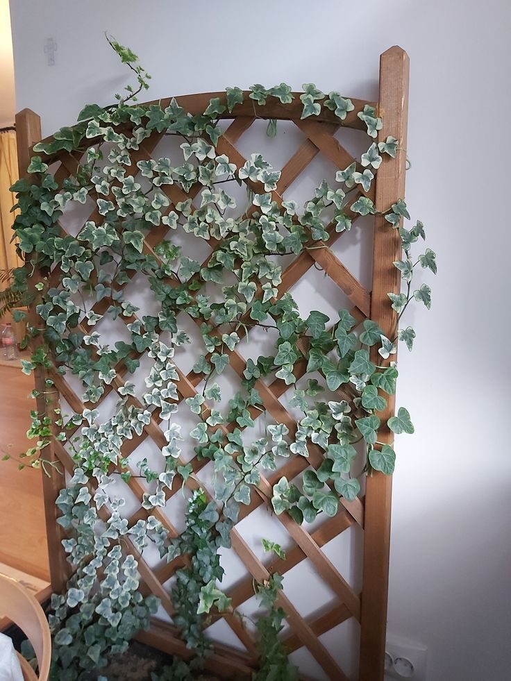 English ivy pruning on trellis