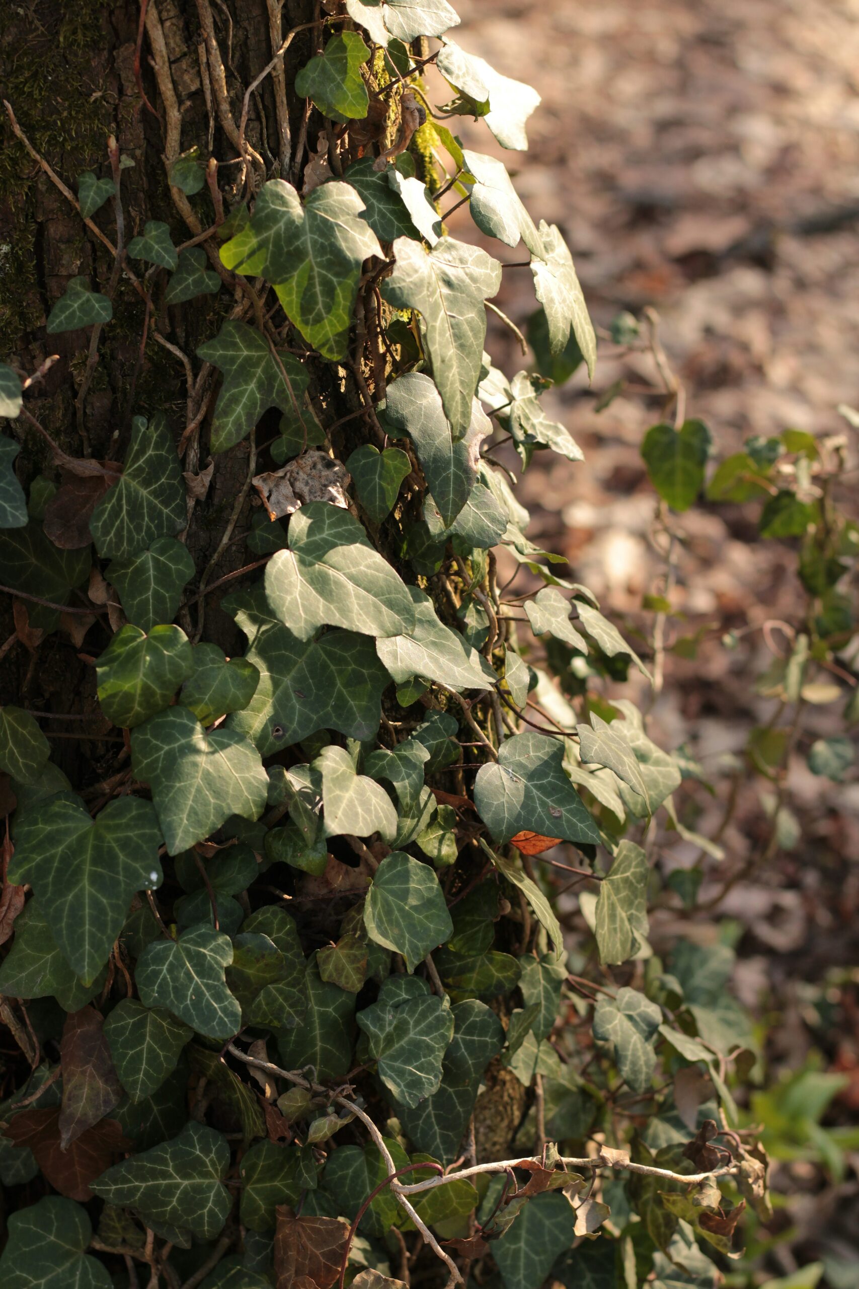 English ivy stem cutting rooting