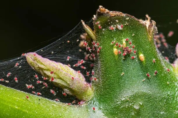 english ivy spider mites leaf close-up