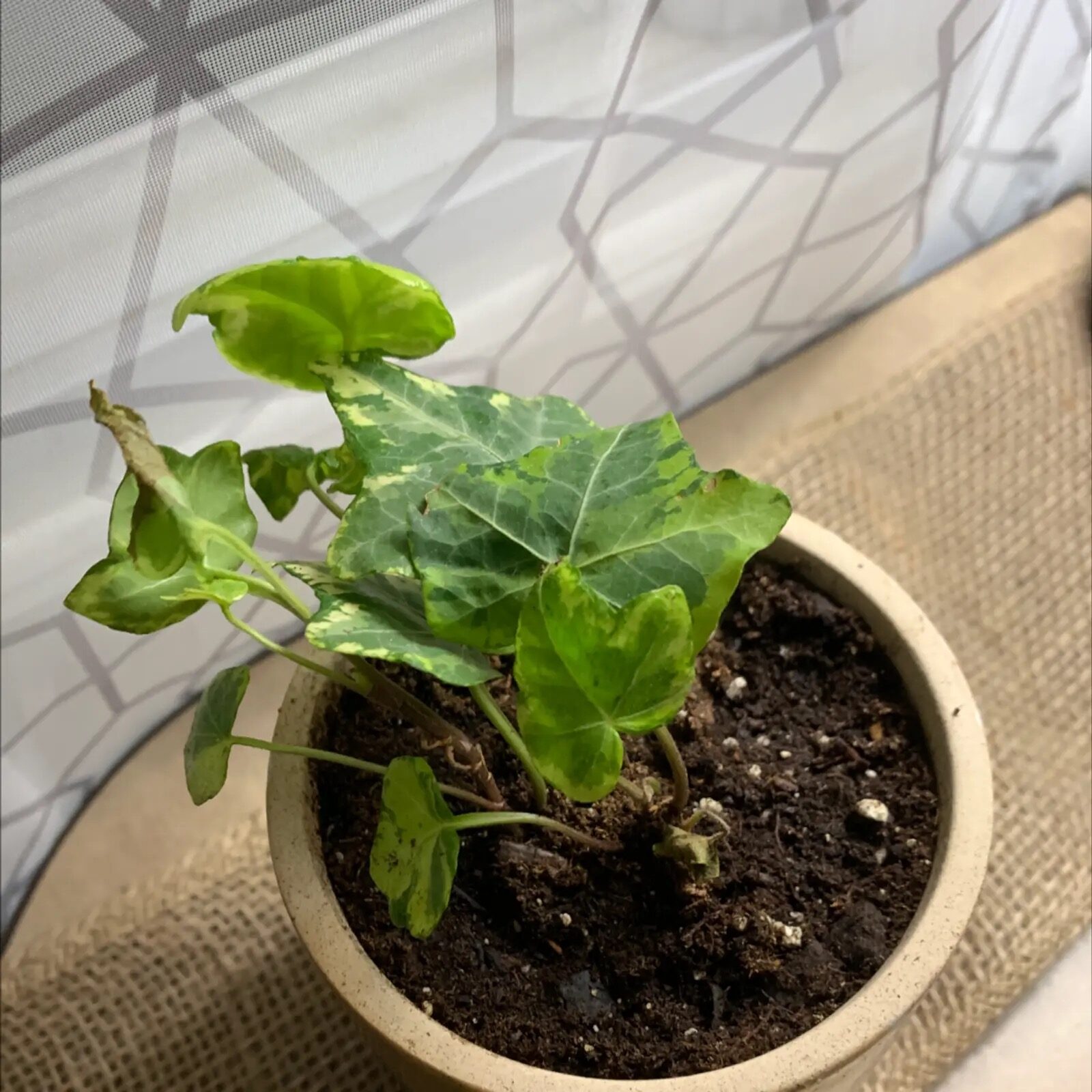 english ivy root rot brown roots