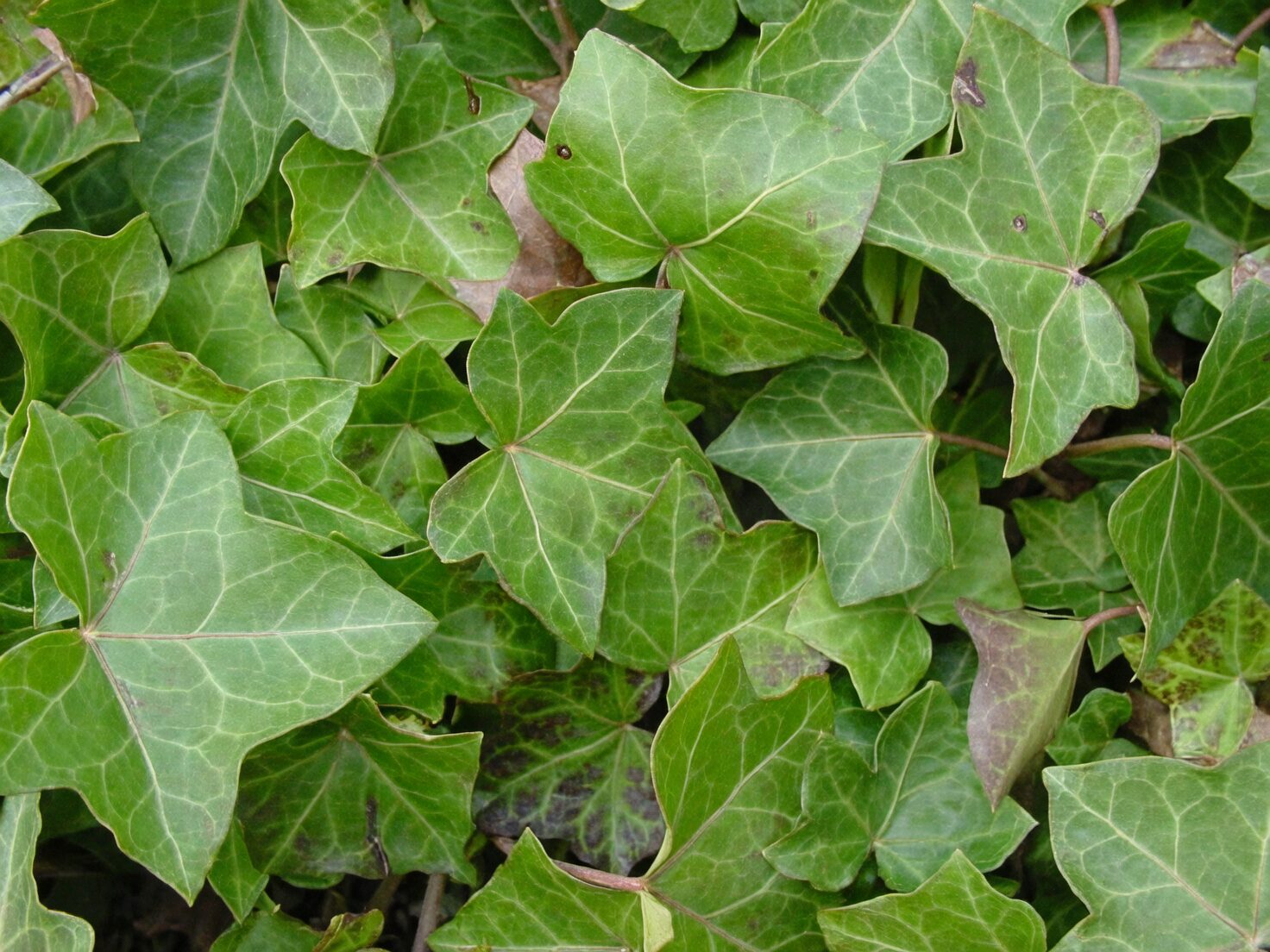 English ivy juvenile and adult leaves