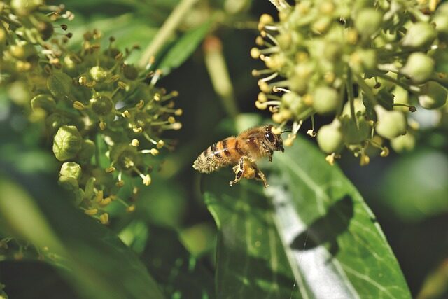 English ivy flowers with bee