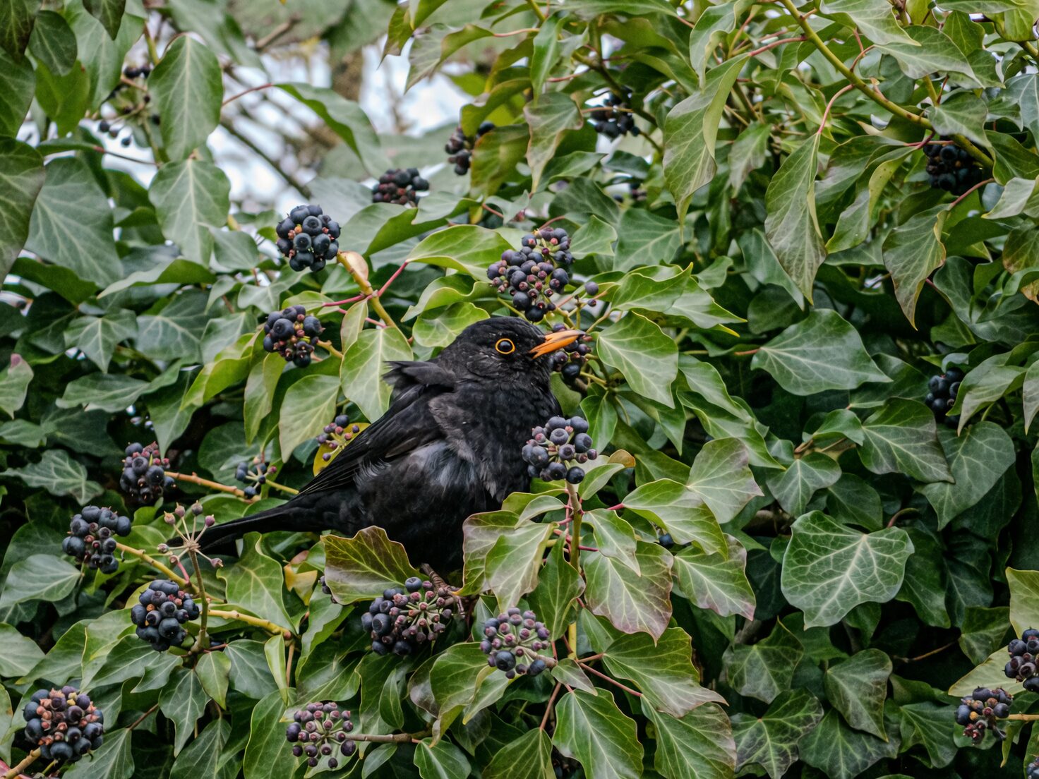 English ivy berries bird feeding