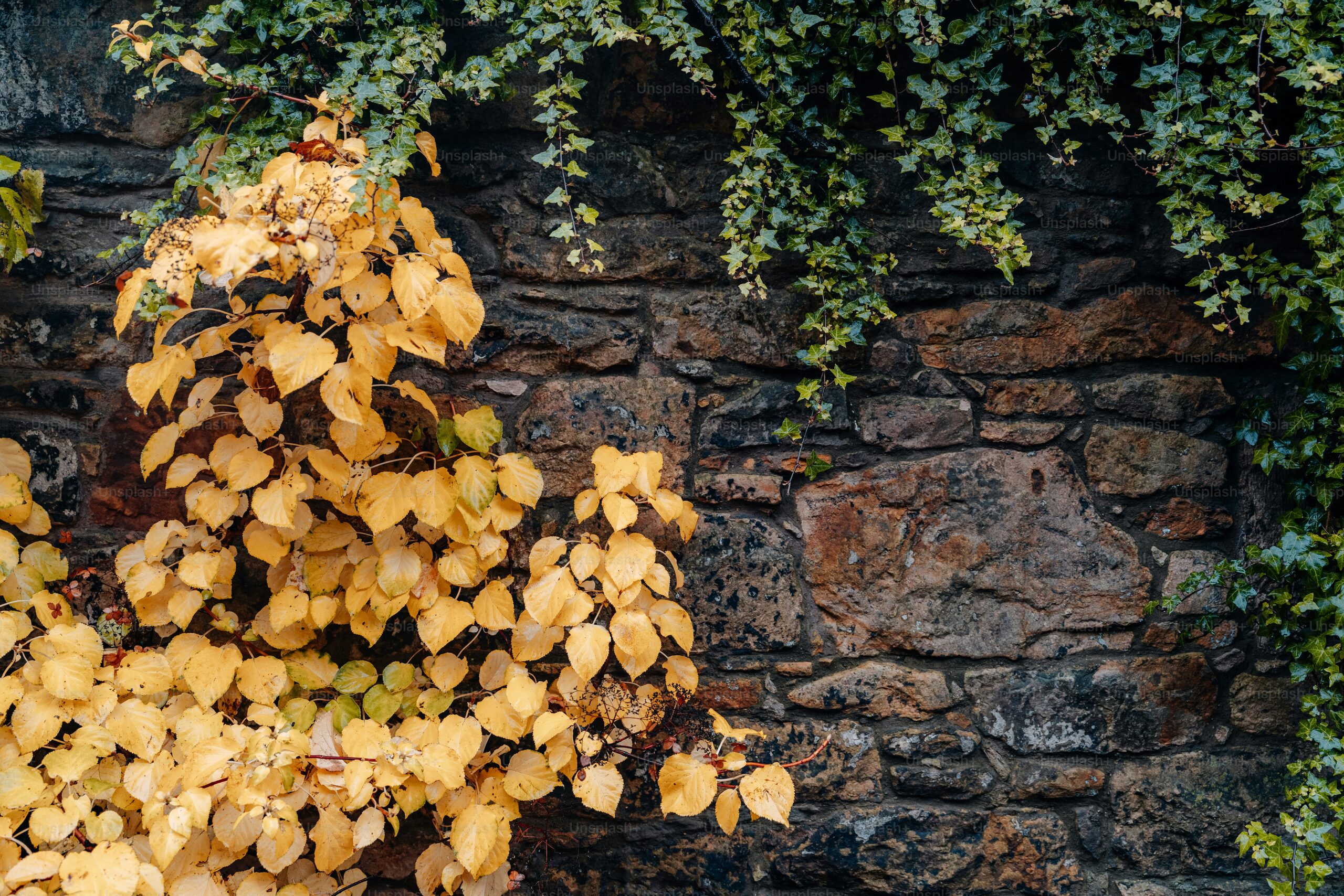 English ivy aerial roots on brick